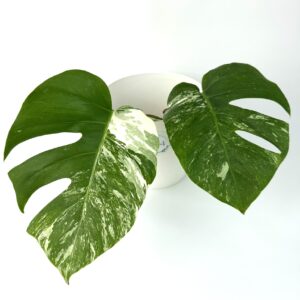Monstera Albo Variegata juurdumata pistik