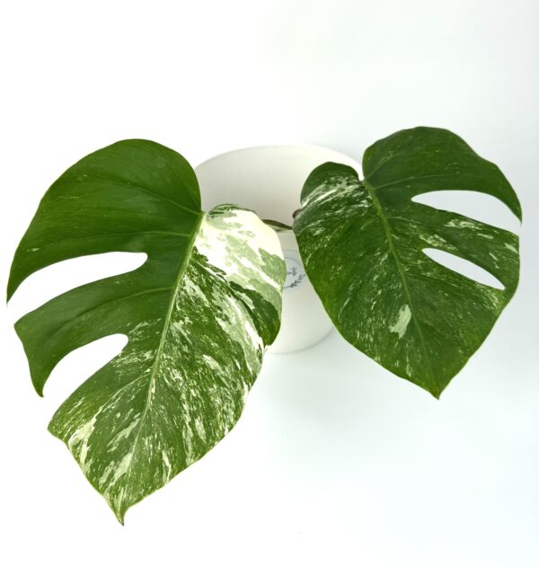 Monstera Albo Variegata juurdumata pistik
