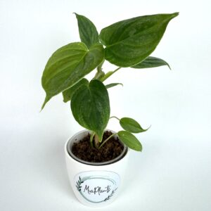 Filodendron Majestic