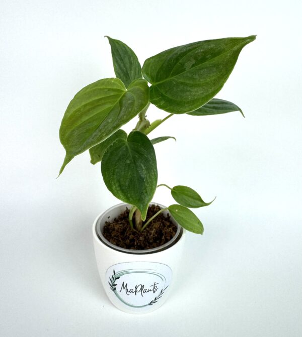Filodendron Majestic