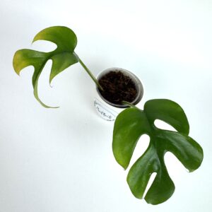 Rhaphidophora Tetrasperma