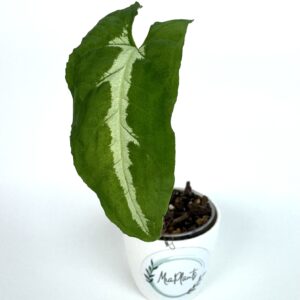 Sõrgköis Wendlandii