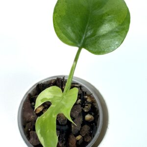 Rhaphidophora Tetrasperma Variegata