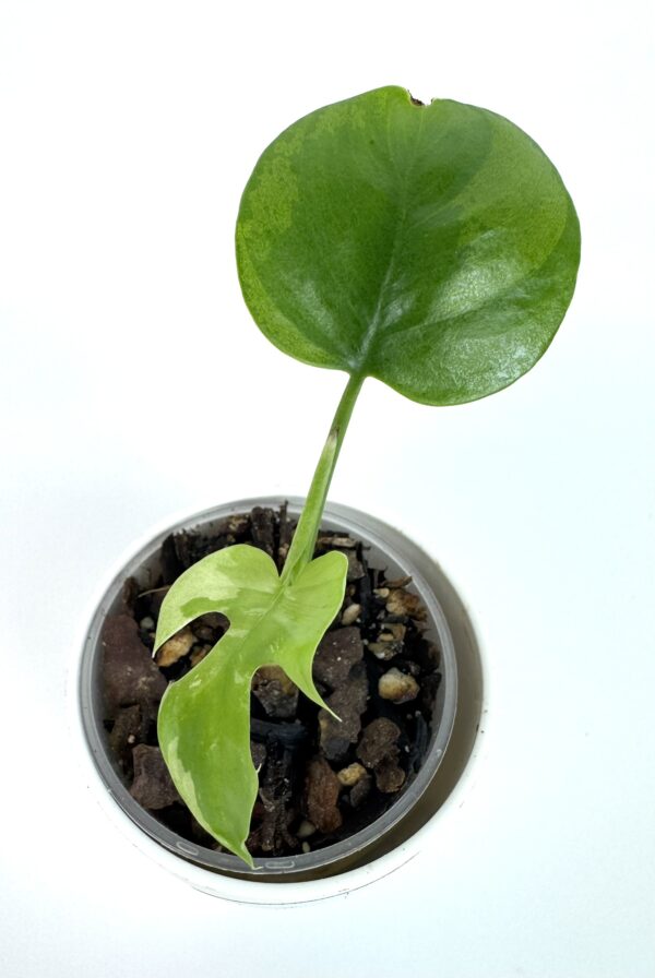 Rhaphidophora Tetrasperma Variegata