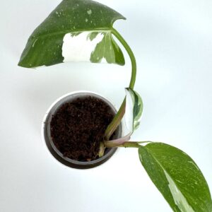 Filodendron White Princess