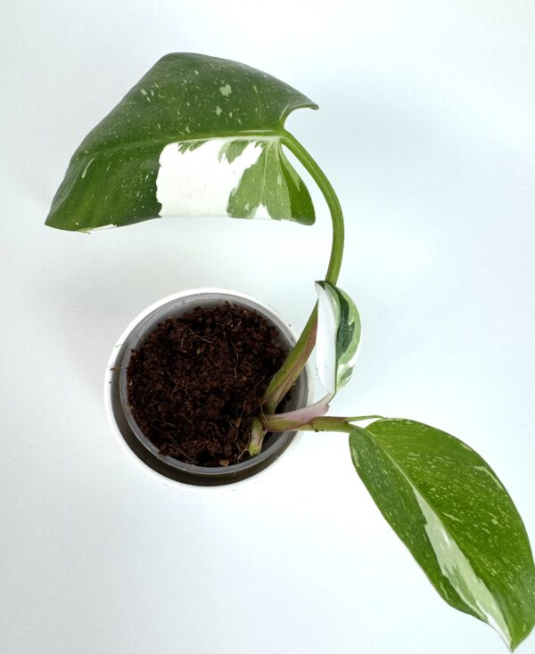Filodendron White Princess