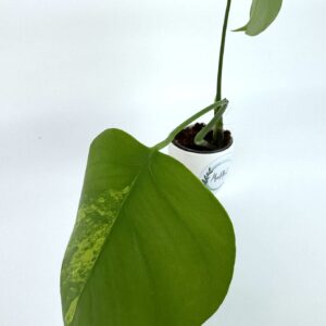 Monstera Aurea