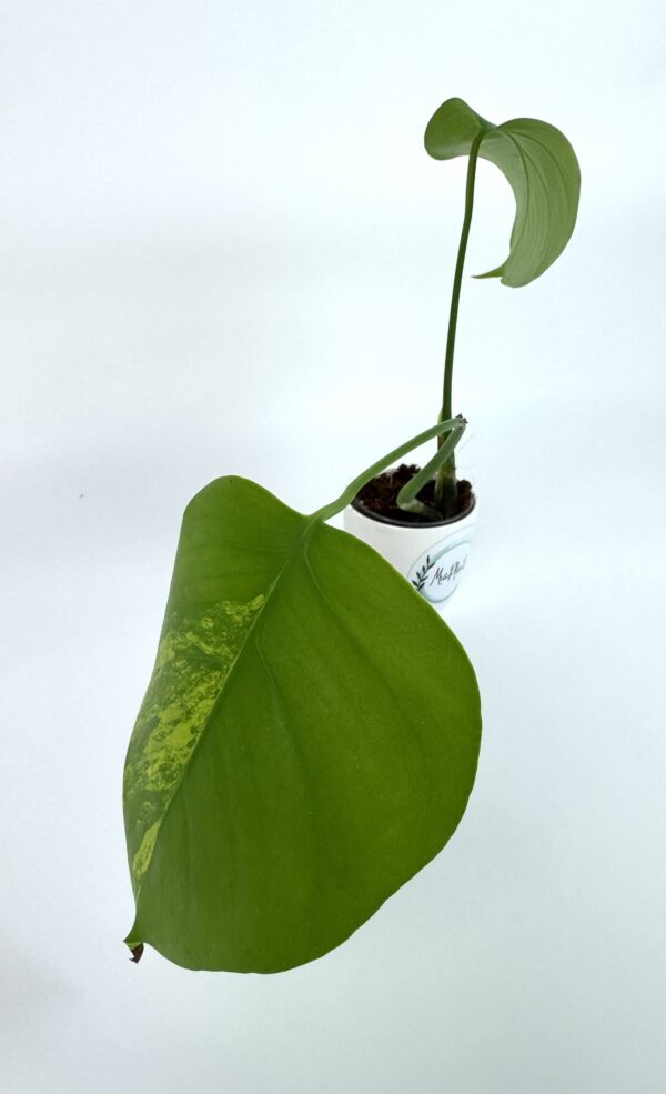 Monstera Aurea