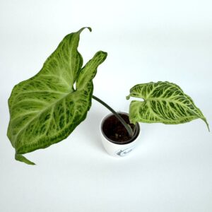 Sõrgköis Batik