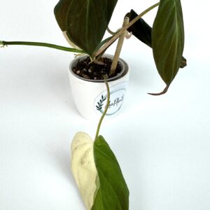 Filodendron Micans
