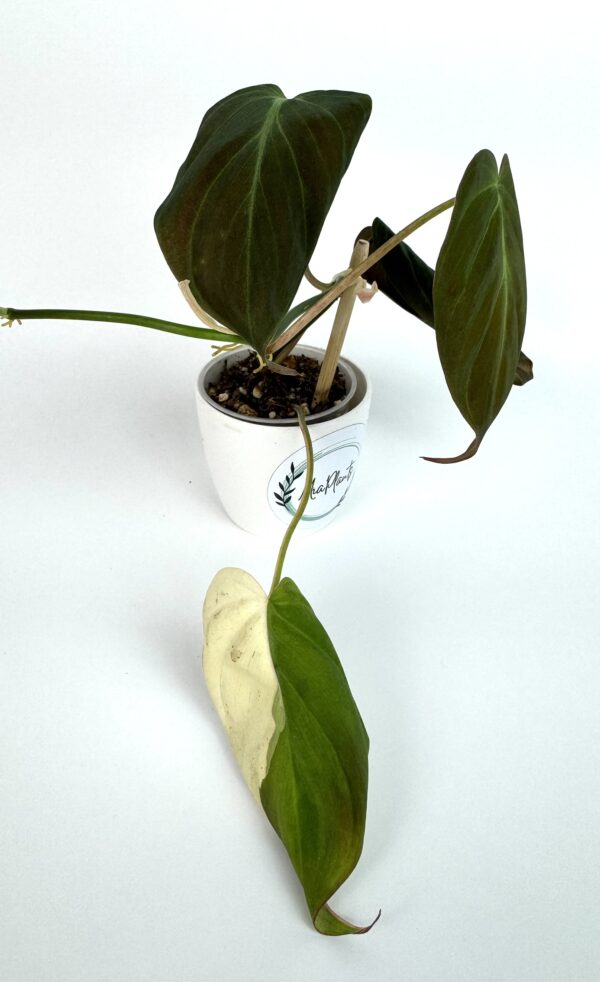 Filodendron Micans