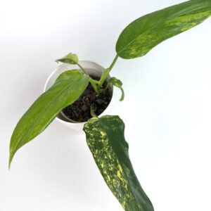 Filodendron Domestic Variegata