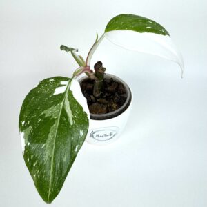 Filodendron White Princess