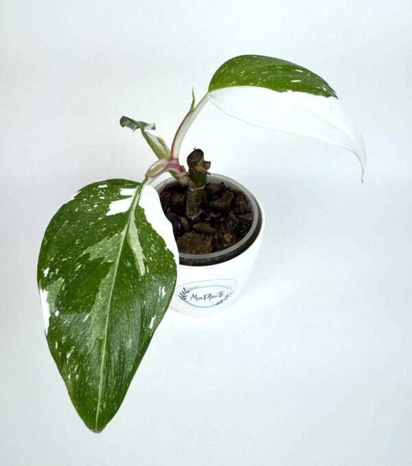 Filodendron White Princess