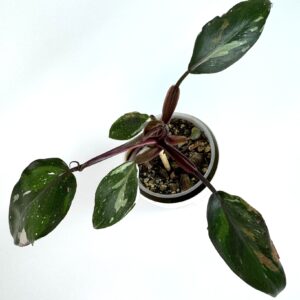 Filodendron Red Andersson