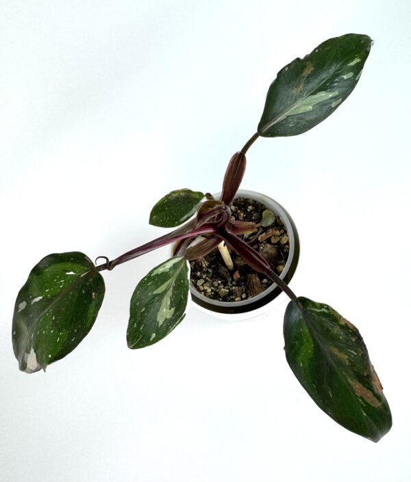 Filodendron Red Andersson