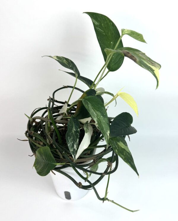 Epipremnum Pinnatum Albo - Image 2