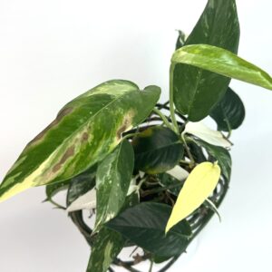 Epipremnum Pinnatum Albo