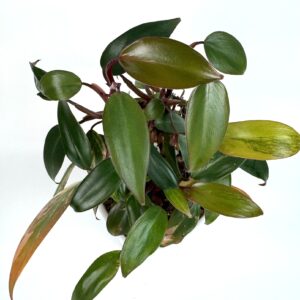 Filodendron Strawberry Shake