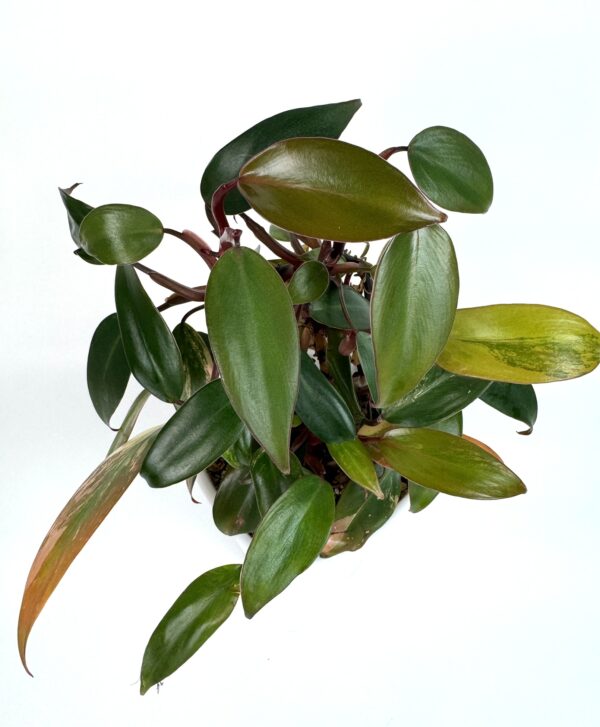 Filodendron Strawberry Shake