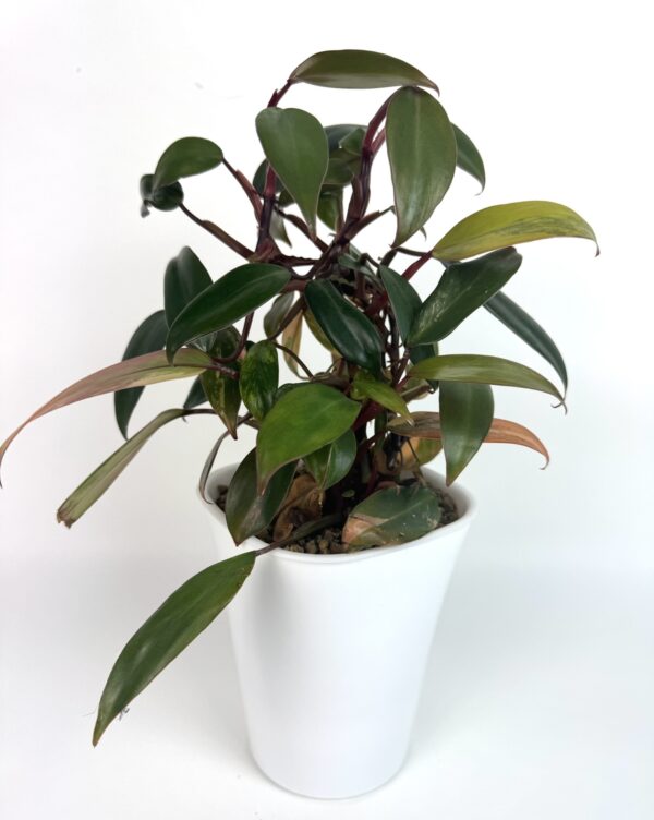 Filodendron Strawberry Shake - Image 2