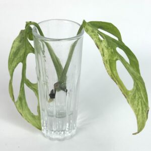 Monstera Indonesian Marble juurdumata pistik