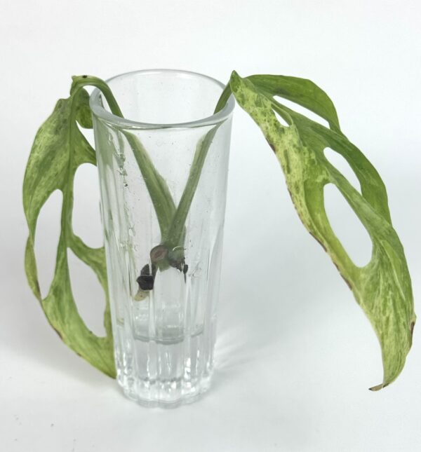 Monstera Indonesian Marble juurdumata pistik