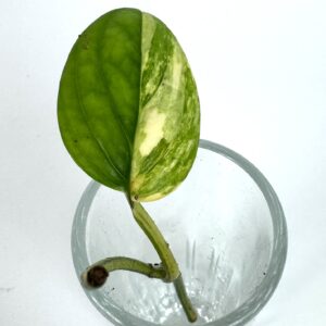 Monstera Peru Variegata juurdumata pistik