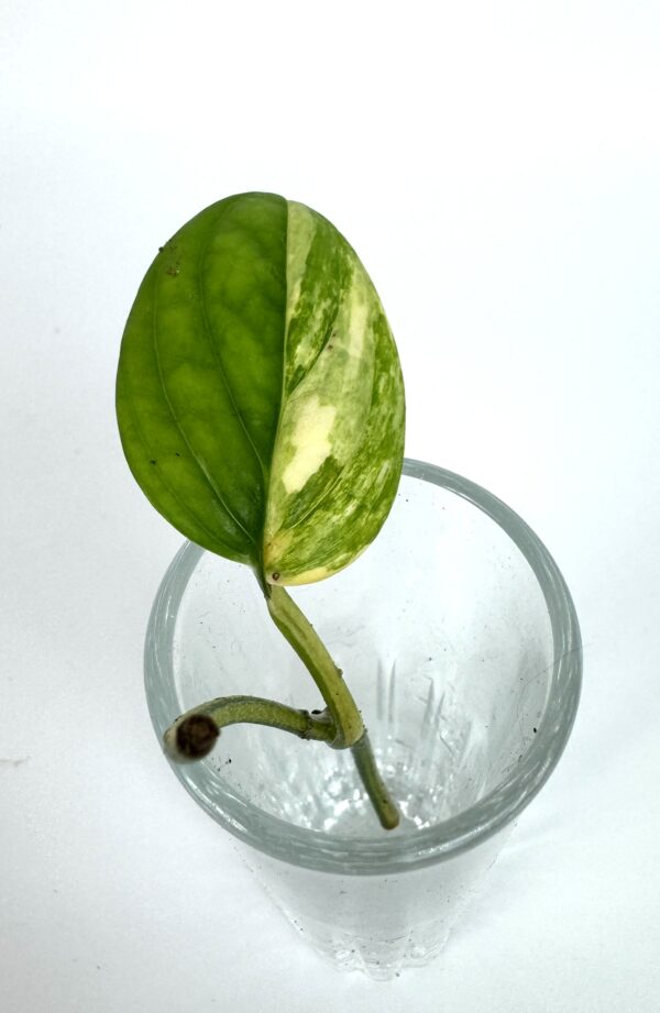 Monstera Peru Variegata juurdumata pistik