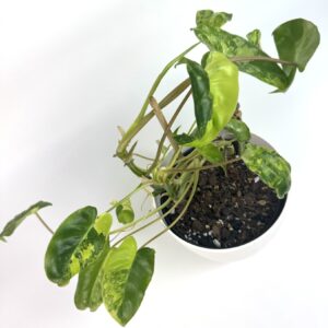 Filodendron Burle Marx Variegata