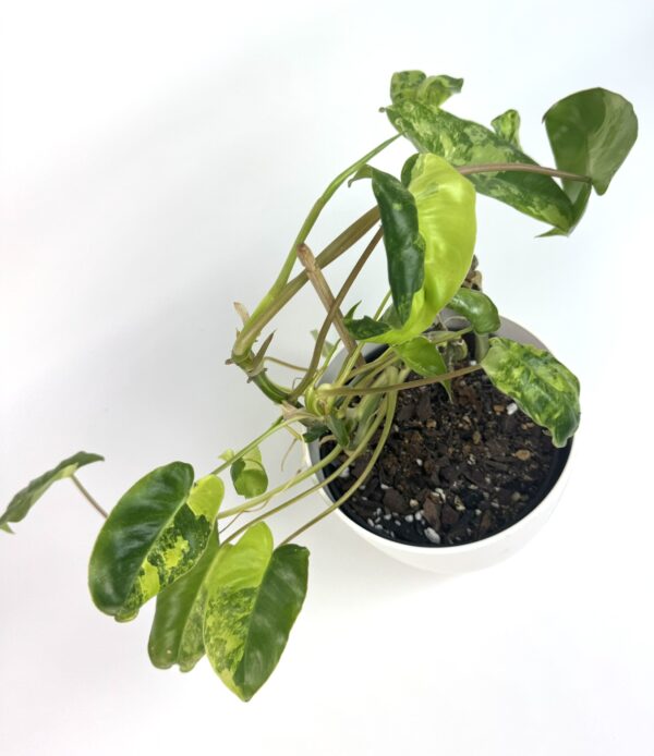 Filodendron Burle Marx Variegata