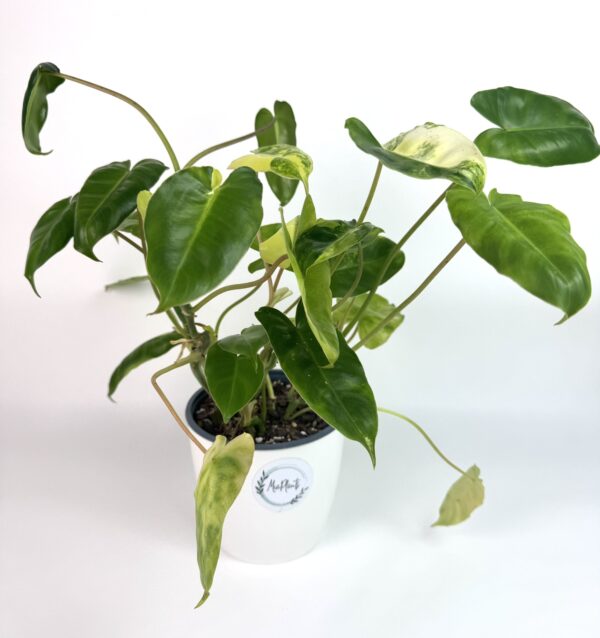 Filodendron Burle Marx Variegata - Image 2