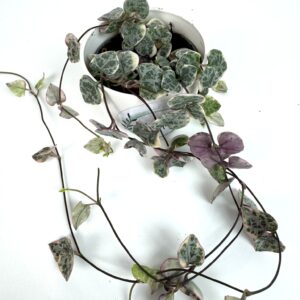 Laternalill Ceropegia Woodii variegata