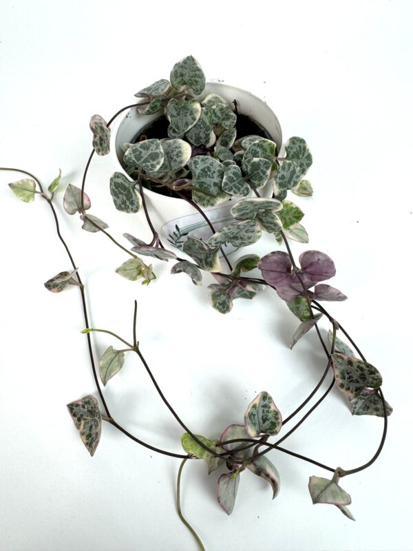 Laternalill Ceropegia Woodii variegata