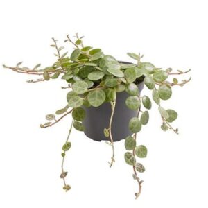 Peperomia prostrata