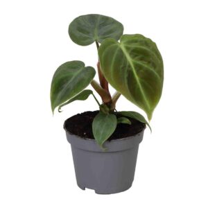 Filodendron El Choko Red