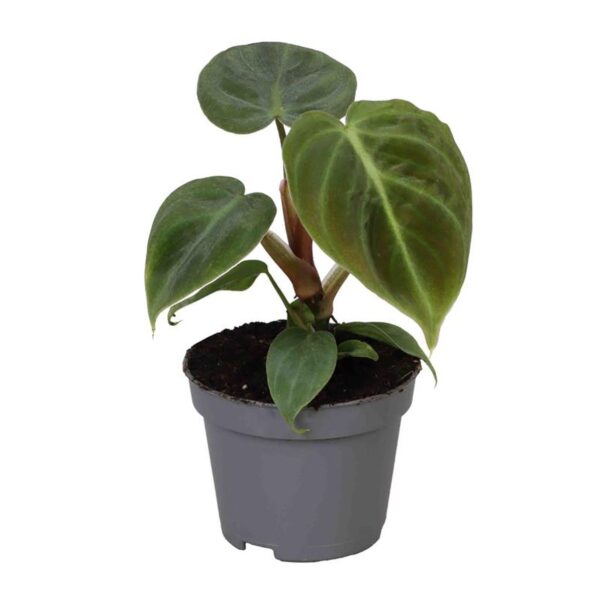 Filodendron El Choko Red