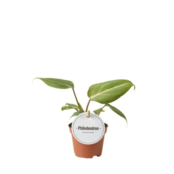 Filodendron Gloriosum