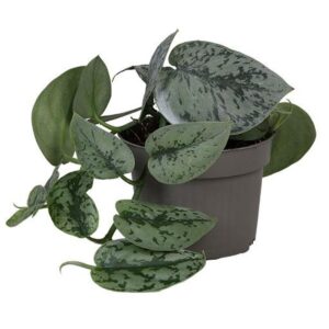 Filodendron Scandens Pictus