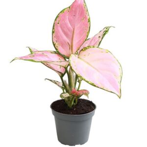 Aglaonema 'Red Zircon'
