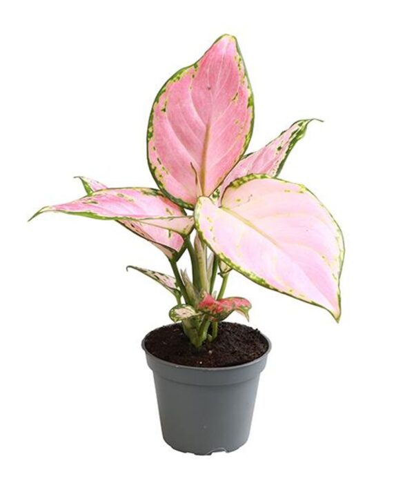 Aglaonema 'Red Zircon'