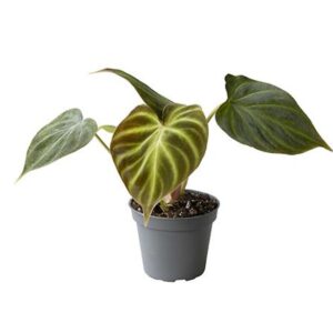 Filodendron Verrucosum