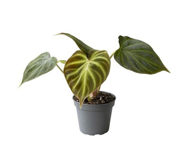 Filodendron Verrucosum