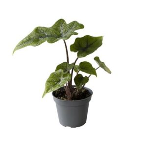 Alocasia 'Jacklyn'