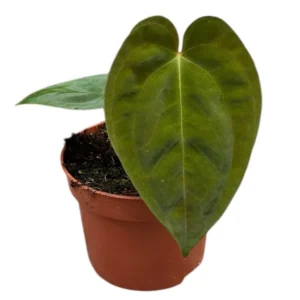 Anthurium papillilaminum