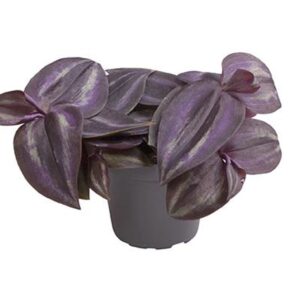 Tradescantia zebrina 'Purple Joy'