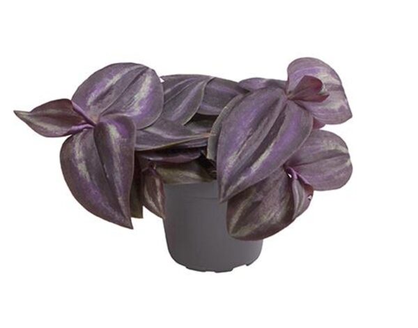 Tradescantia zebrina 'Purple Joy'