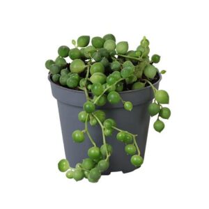 Senecio rowleyanus