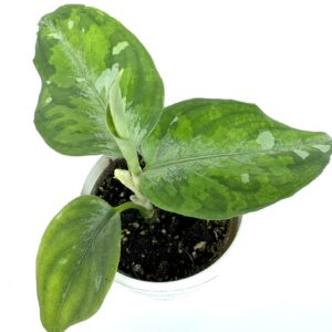 Aglaonema Pictum Tricolor
