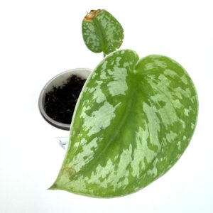 Nõelköis Exotica